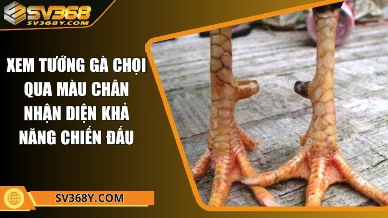 Xem tướng gà chọi qua màu chân nhận diện khả năng chiến đấu