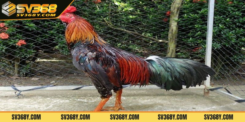 Đôi nét về xem tướng gà chọi qua màu chân