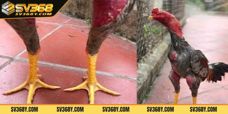 Xem tướng gà chọi qua màu chân vàng